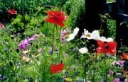 jardin aux Verneys 4 